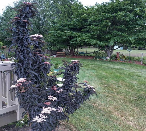 Sambucus nigra BLACK TOWER Eiffel- декоративен бъз Черна кула (9002)